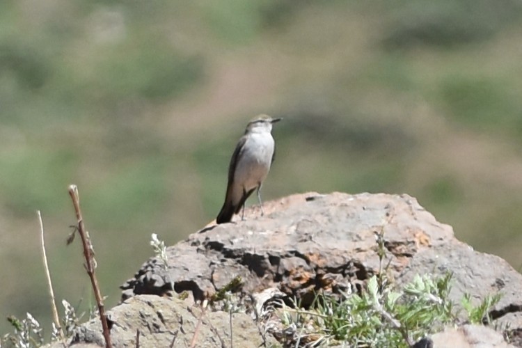 White-browed Ground-Tyrant - ML645833428