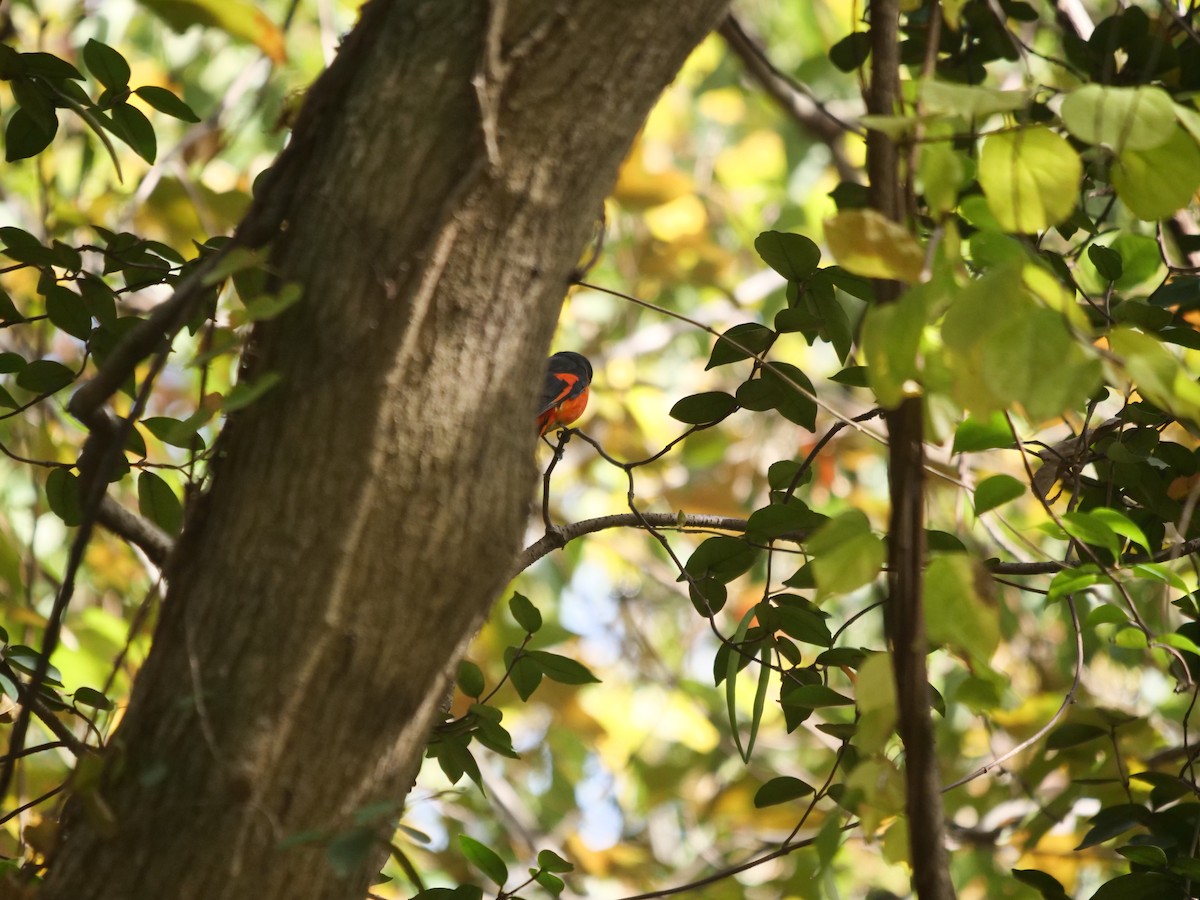 Gray-chinned Minivet (Gray-chinned) - ML645833441