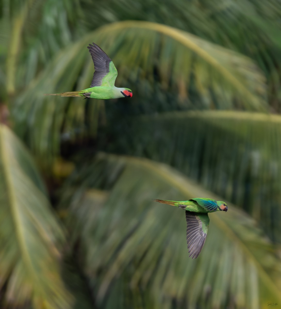 Long-tailed Parakeet - ML645833450