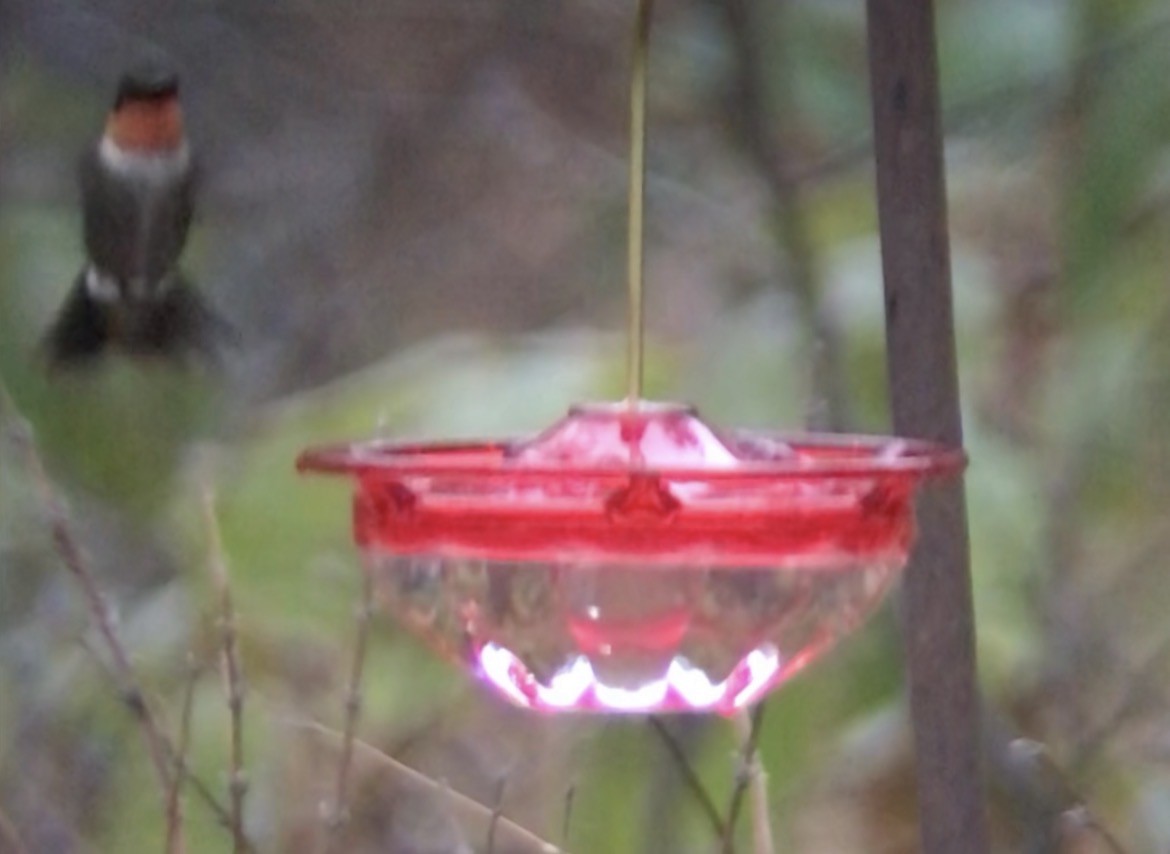 Ruby-throated Hummingbird - ML645833456
