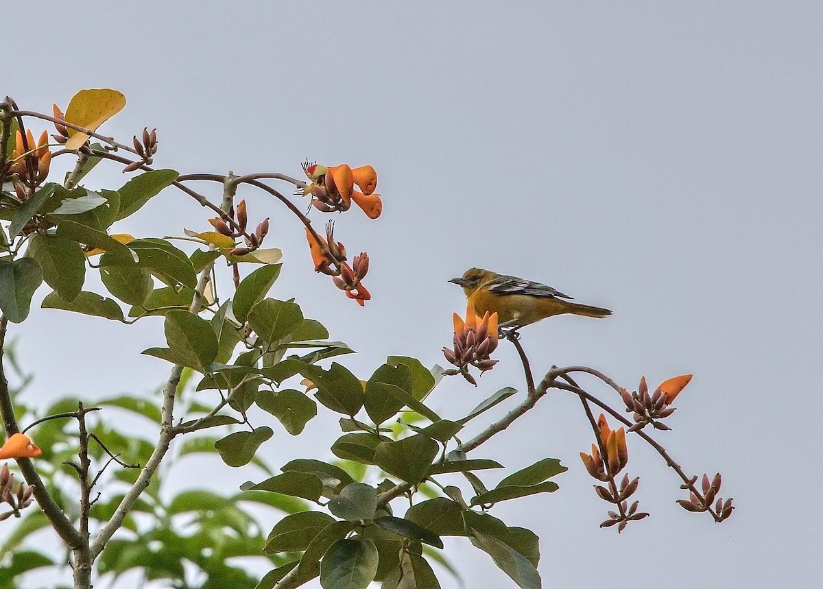 Балтиморский трупиал - ML645833459