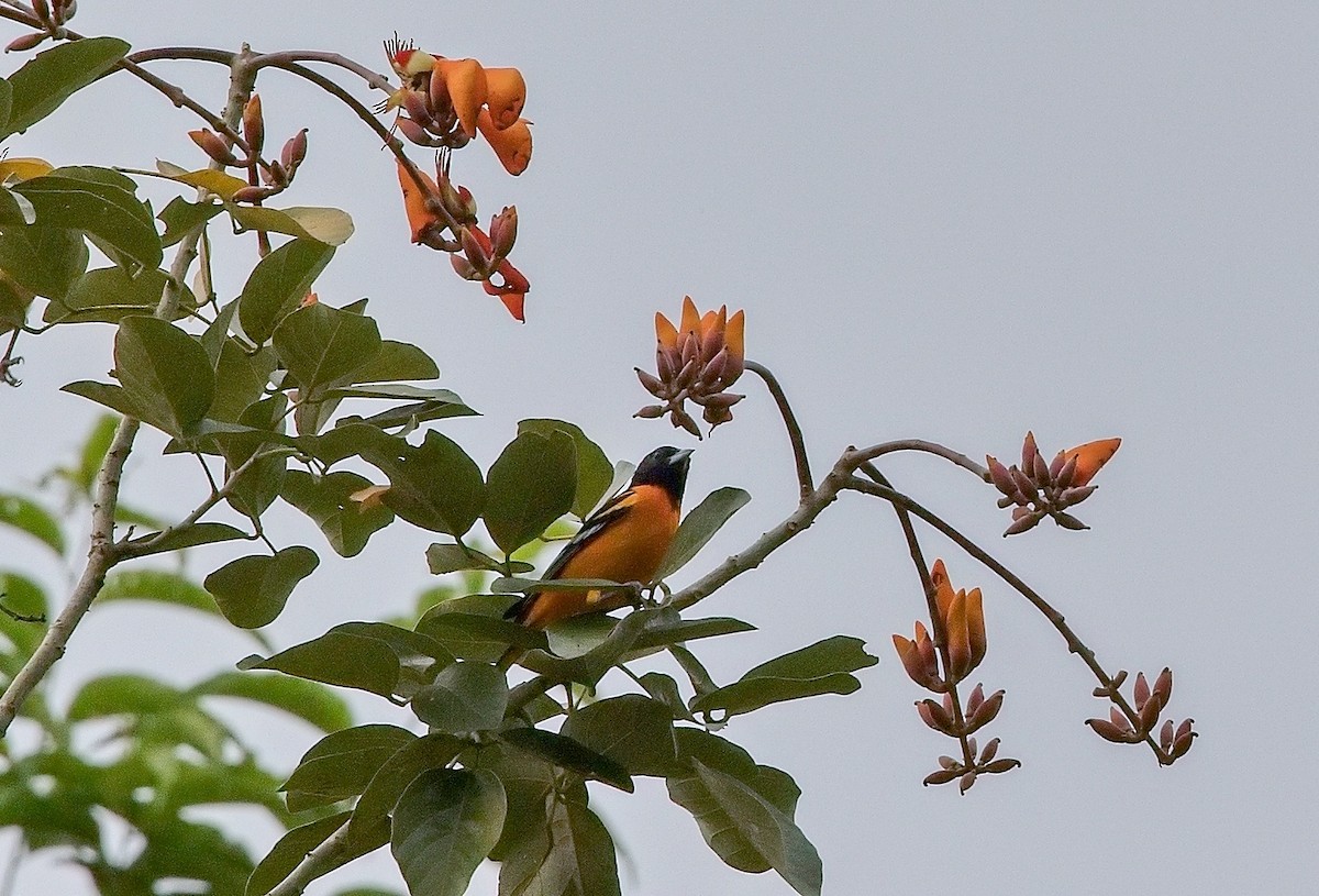 Балтиморский трупиал - ML645833485