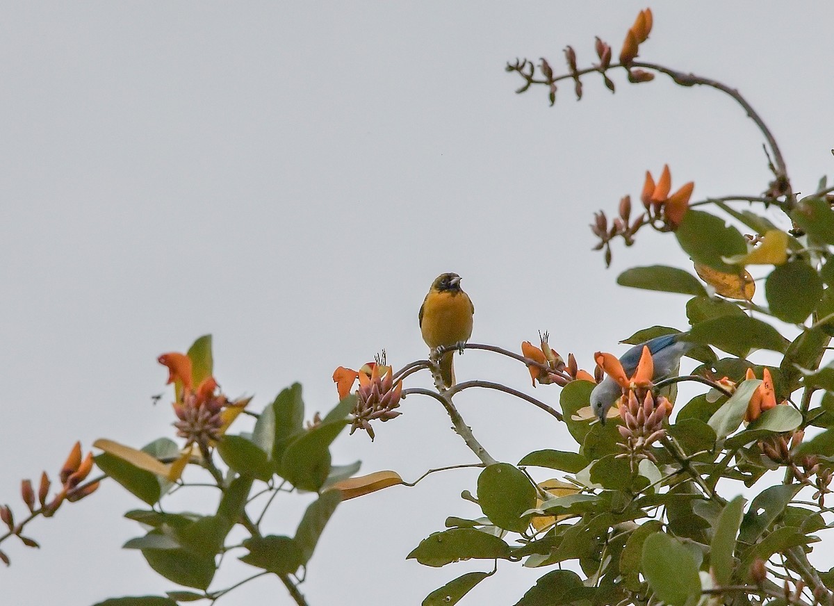 Балтиморский трупиал - ML645833495