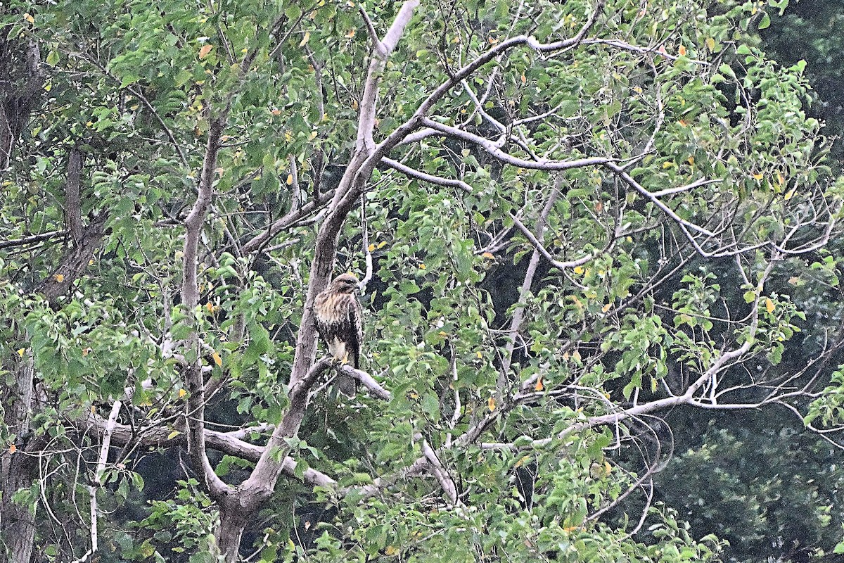 Eastern Buzzard - ML645833505