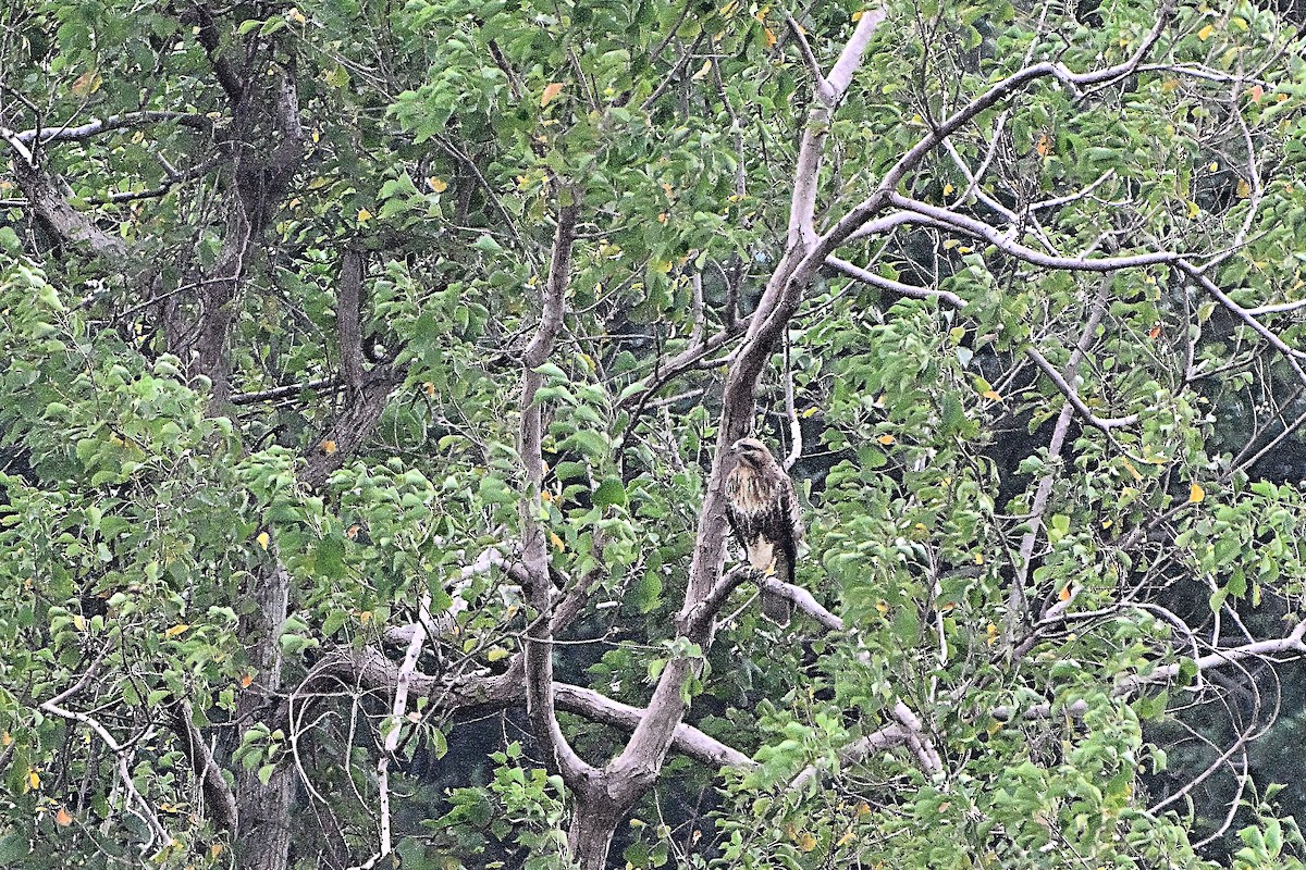 Eastern Buzzard - ML645833506