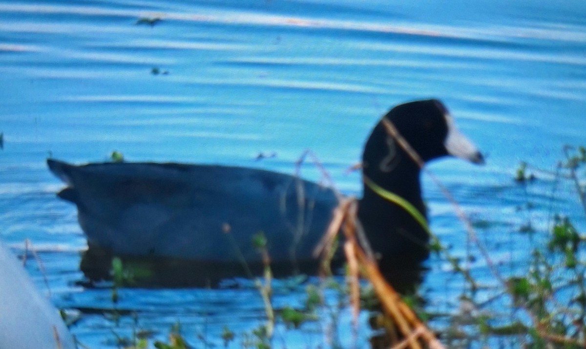 American Coot - ML645833511