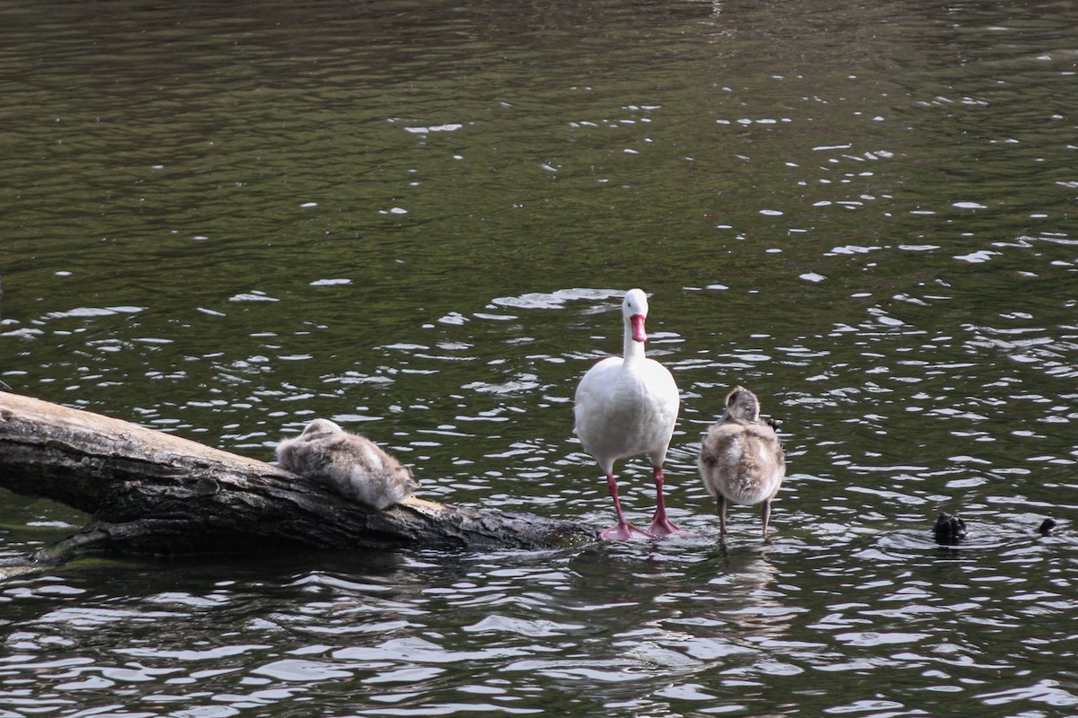 Coscoroba Swan - ML645833523
