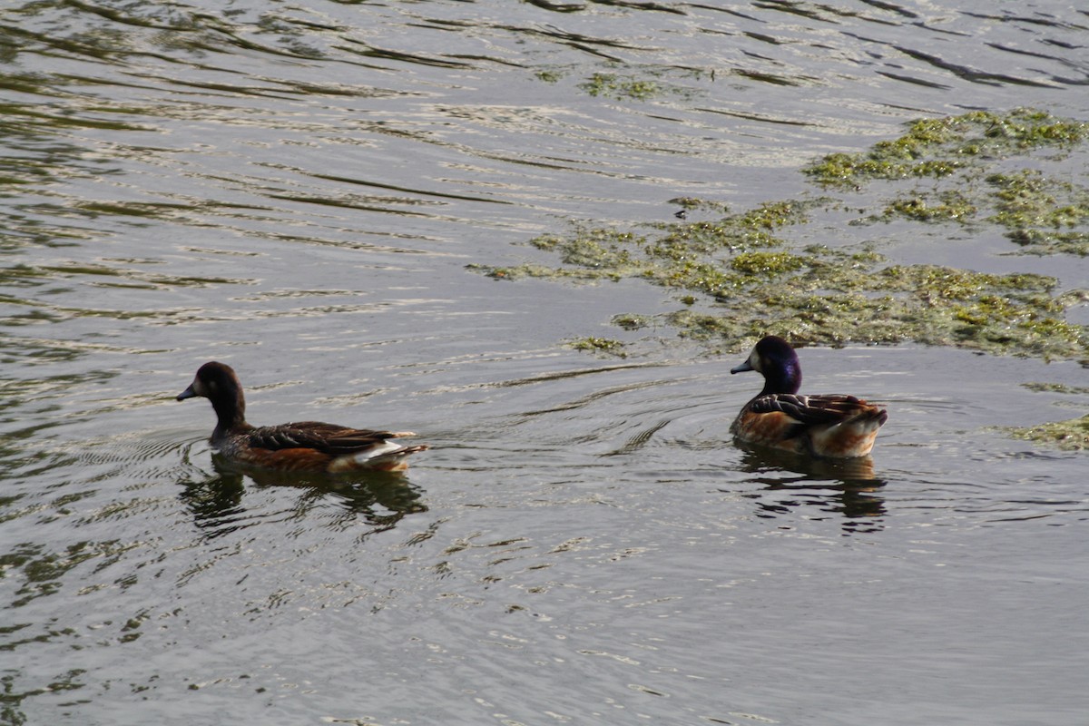 Chiloe Wigeon - ML645833531
