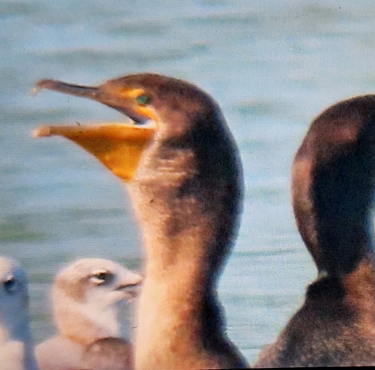 Double-crested Cormorant - ML645833536