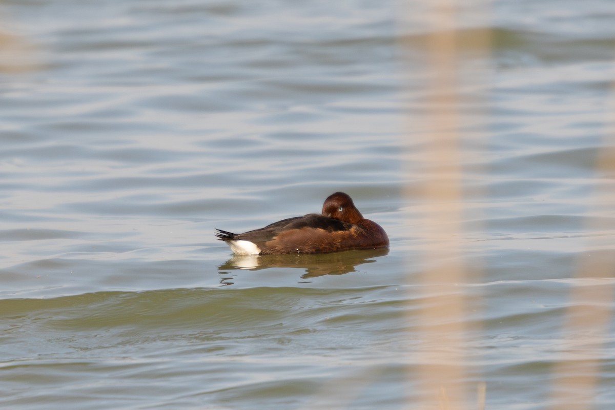 Ferruginous Duck - ML645833541