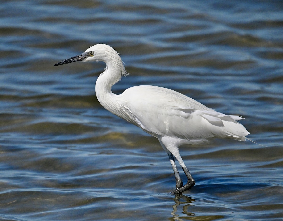 Reddish Egret - ML645833545