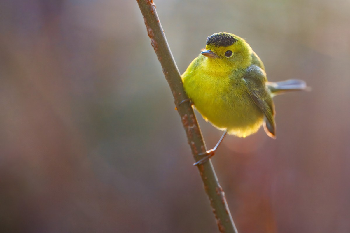 Wilson's Warbler - ML645833546