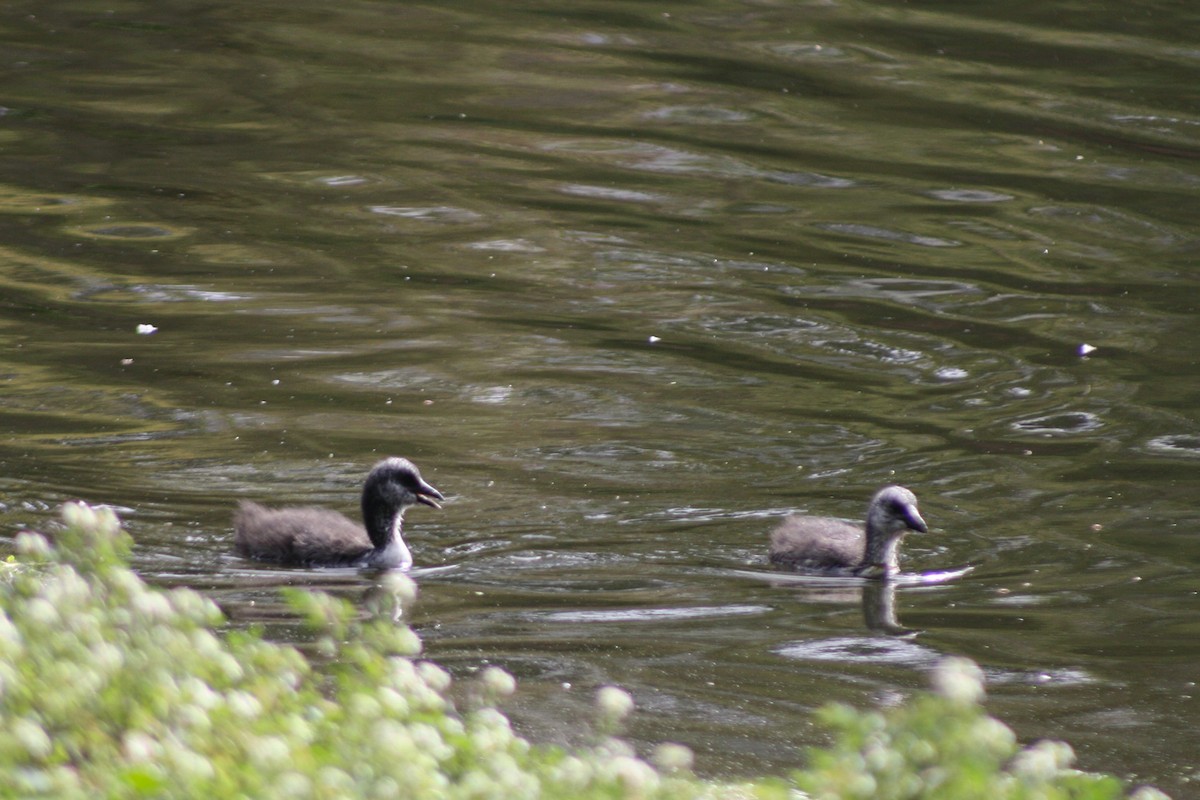 Red-gartered Coot - ML645833553