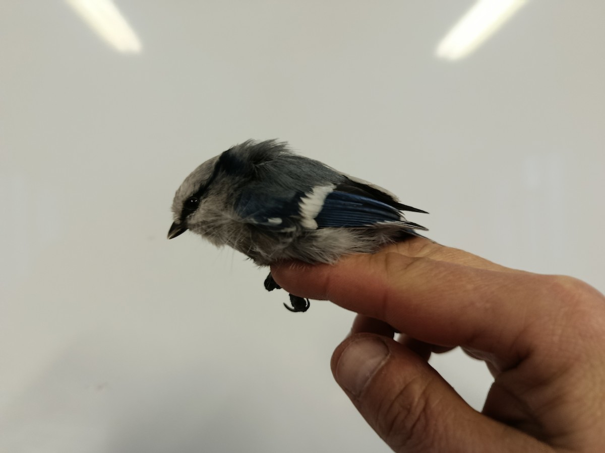 Azure Tit - ML645833554