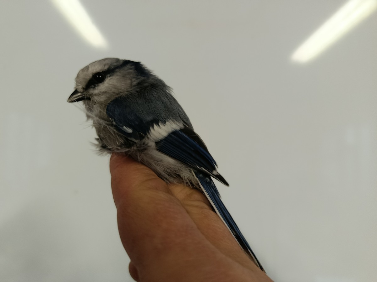 Azure Tit - ML645833555