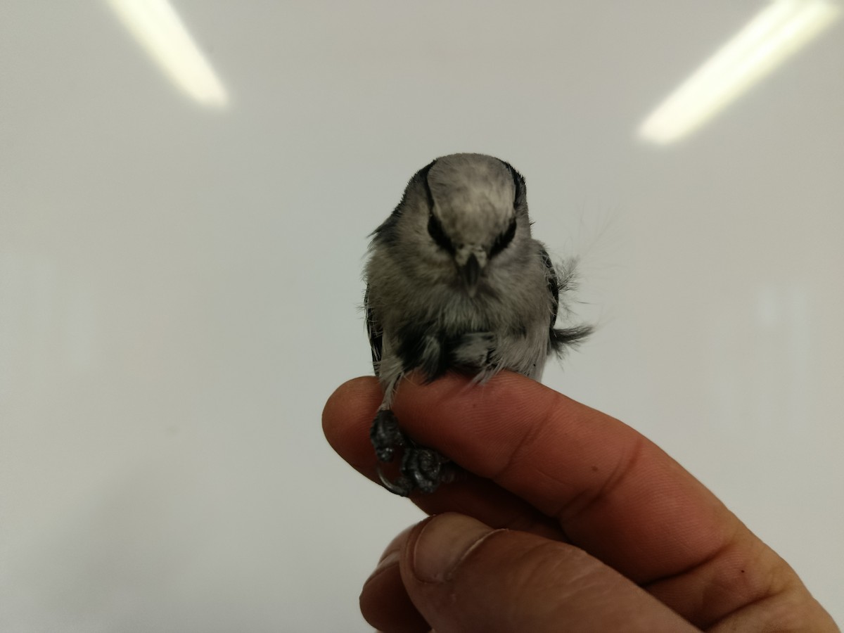 Azure Tit - ML645833556