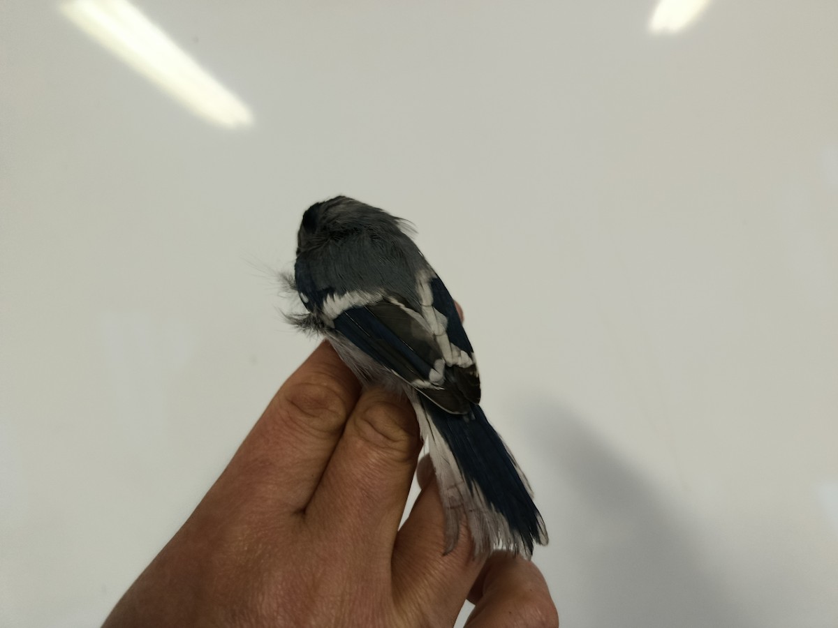 Azure Tit - ML645833557