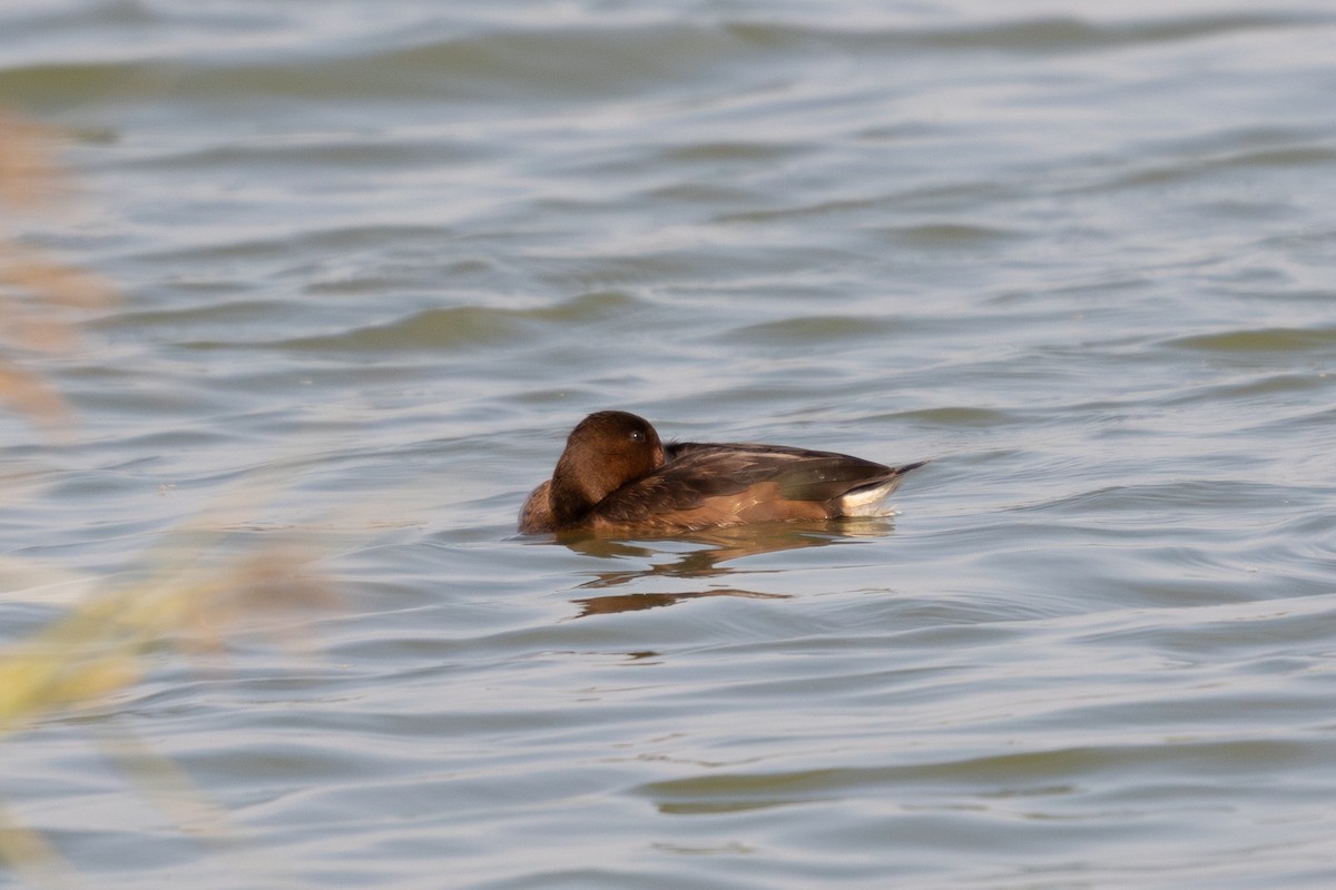 Ferruginous Duck - ML645833559