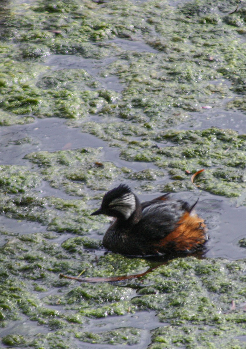 White-tufted Grebe - ML645833562