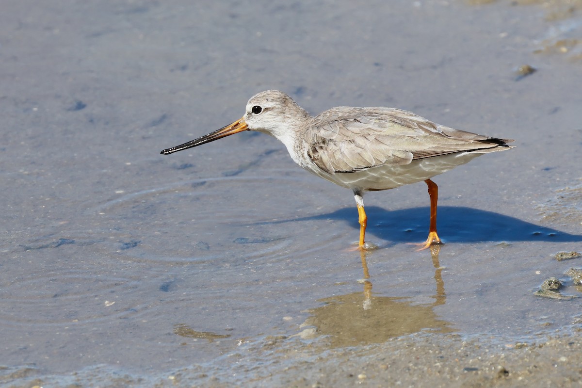 ביצנית אפורה - ML645833564