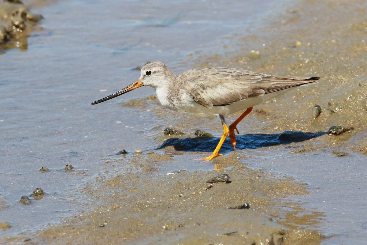 ביצנית אפורה - ML645833565