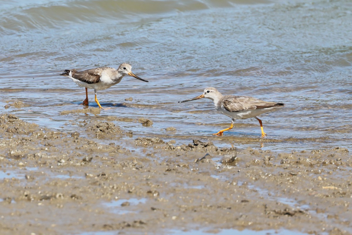 ביצנית אפורה - ML645833566