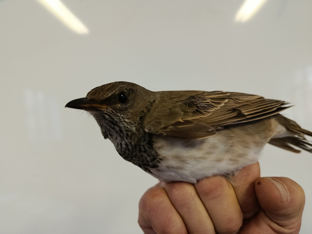 Black-throated Thrush - ML645833569