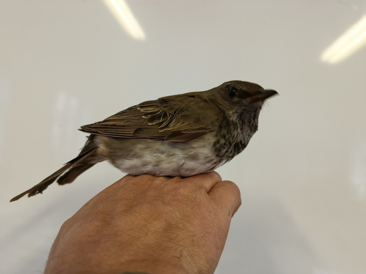 Black-throated Thrush - ML645833570