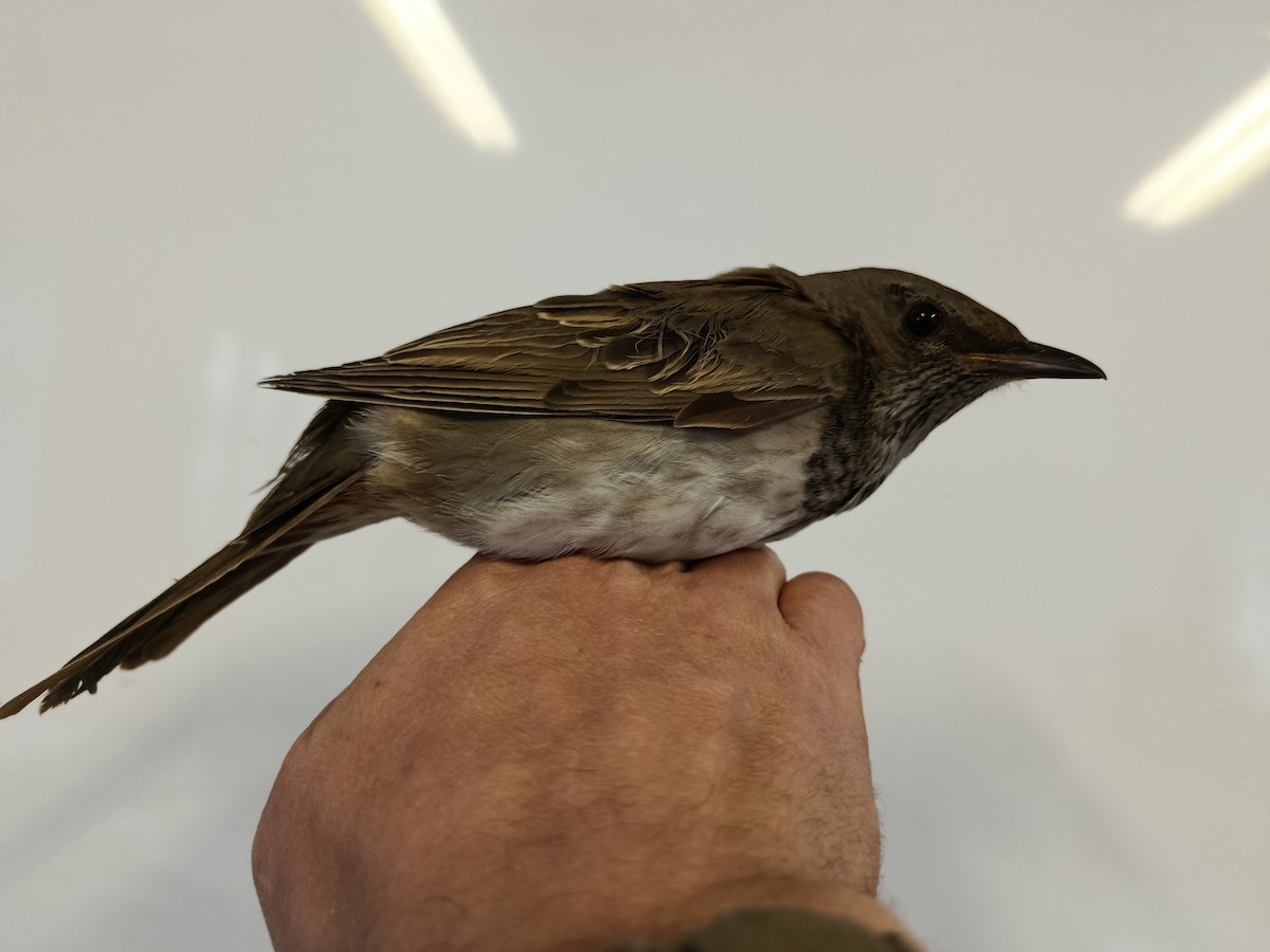 Black-throated Thrush - ML645833571