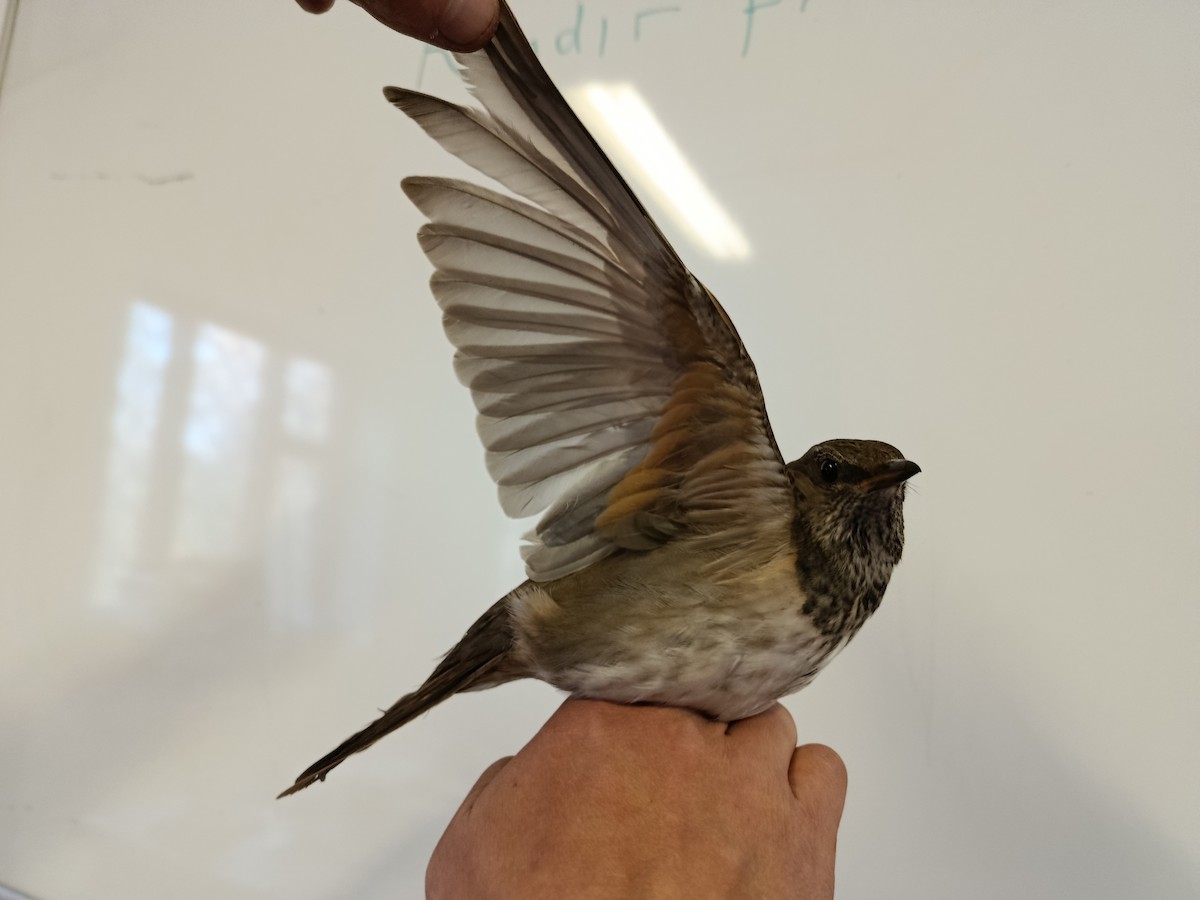 Black-throated Thrush - ML645833572