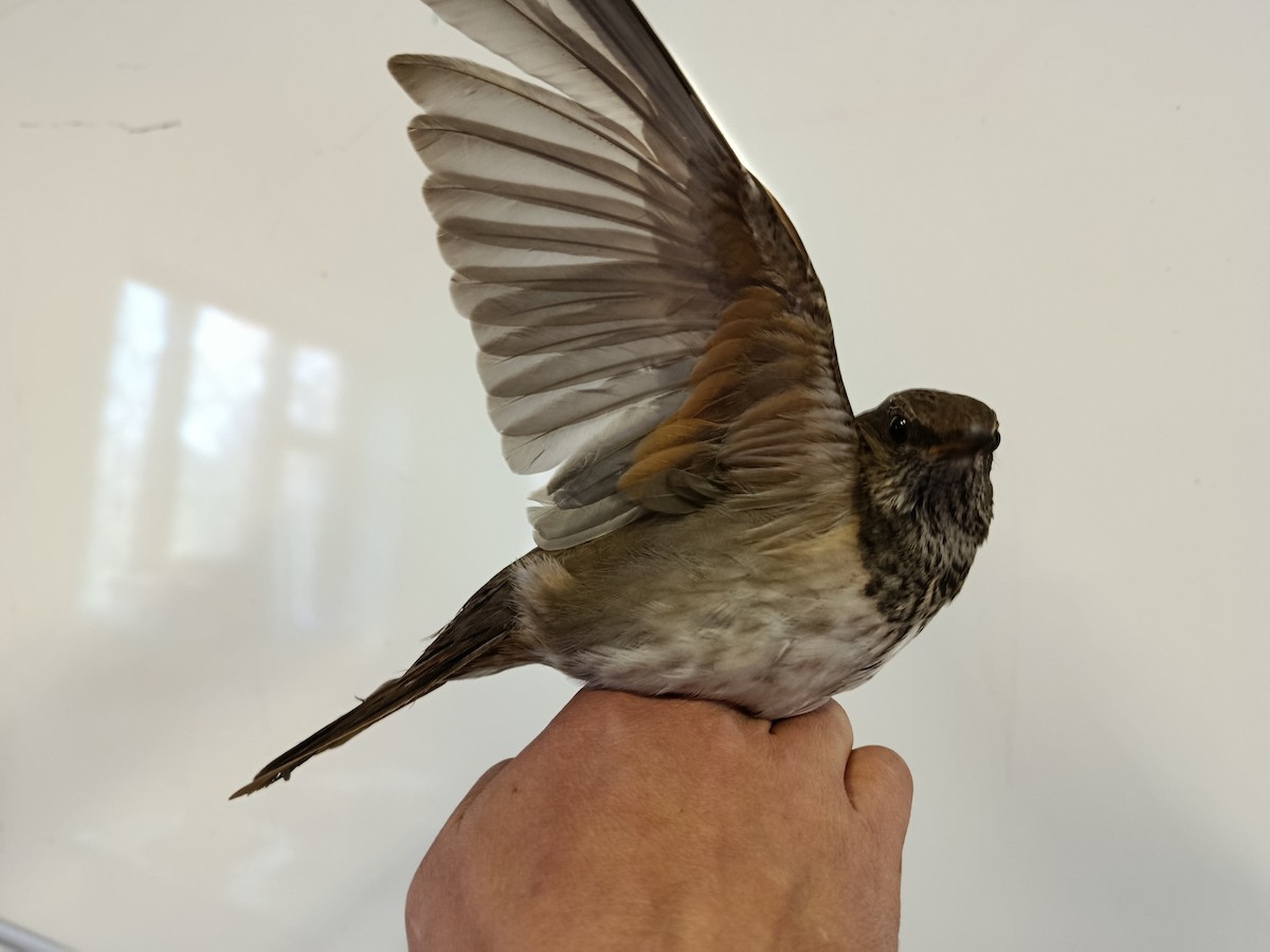 Black-throated Thrush - ML645833573