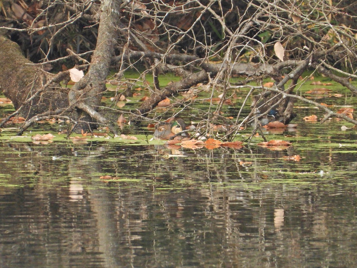 gulkinnand - ML645833574