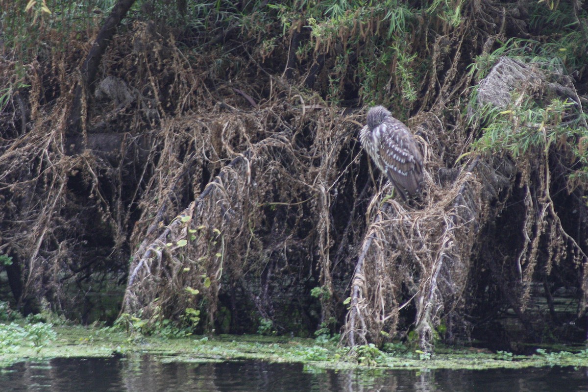 Black-crowned Night Heron - ML645833575
