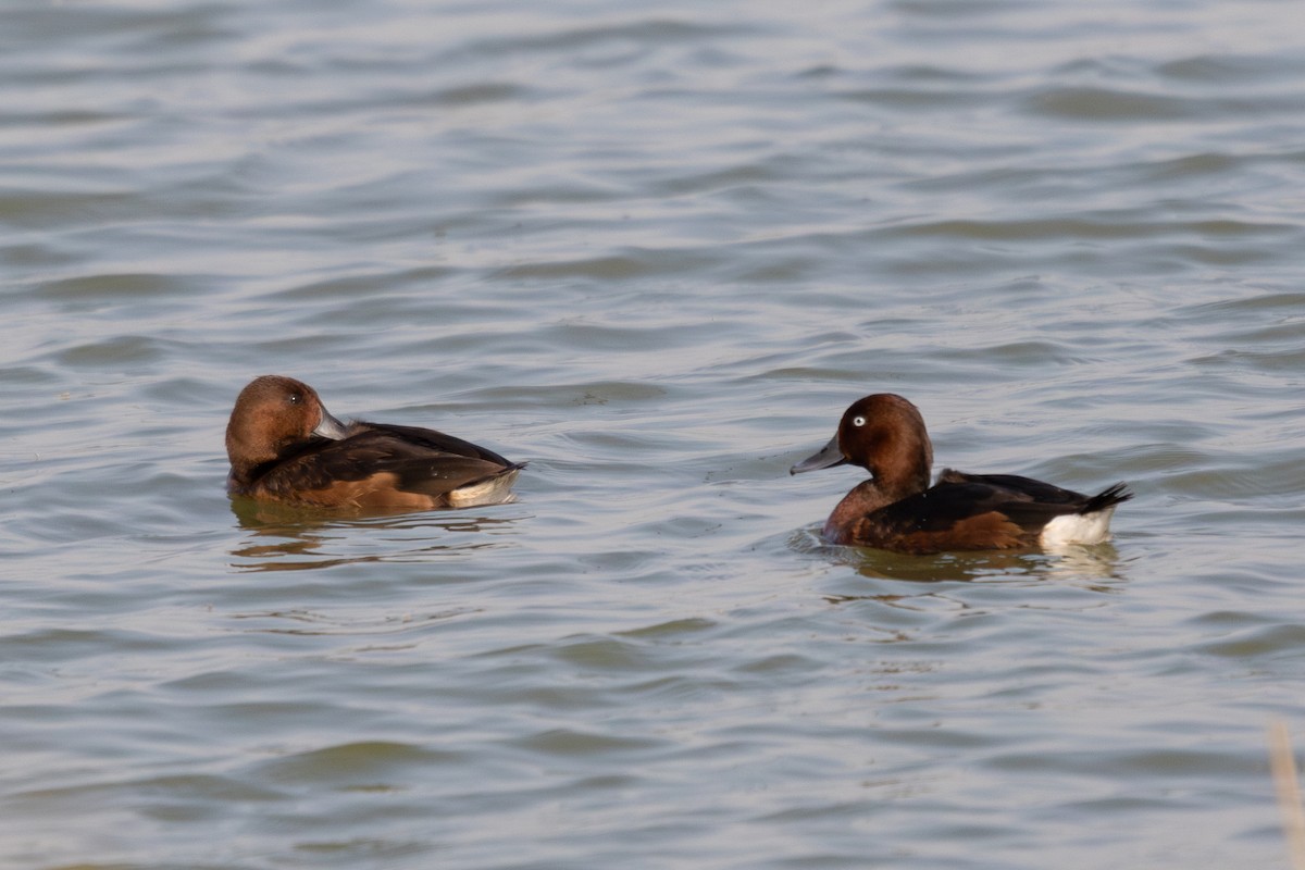 Ferruginous Duck - ML645833576