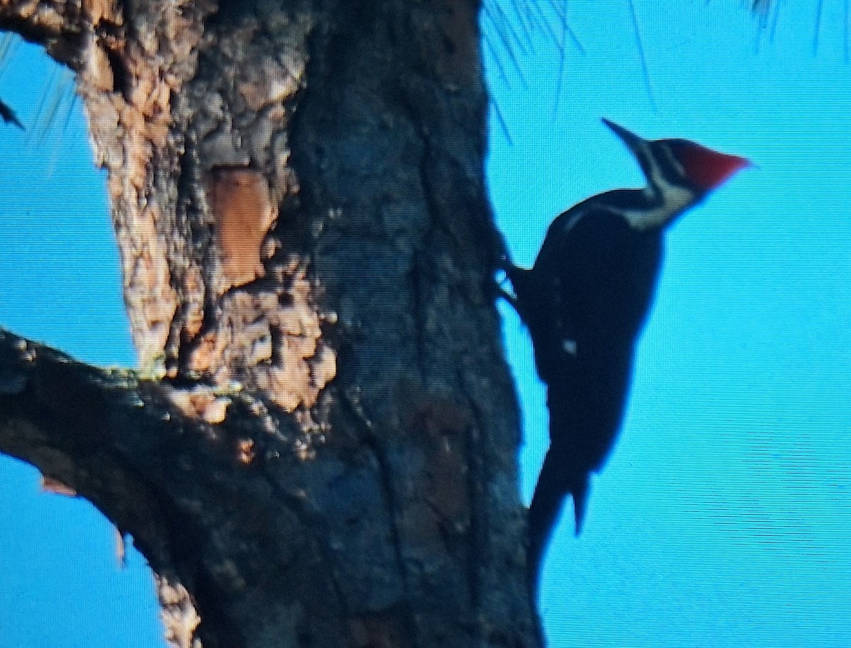 Pileated Woodpecker - ML645833581