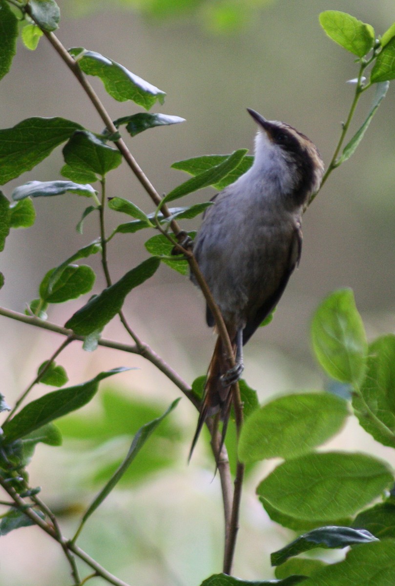 ハリオカマドドリ - ML645833582