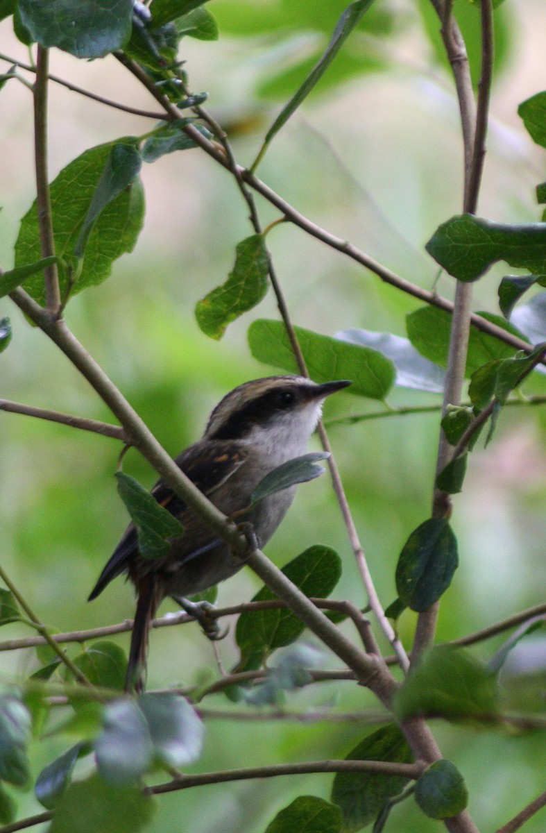 ハリオカマドドリ - ML645833583