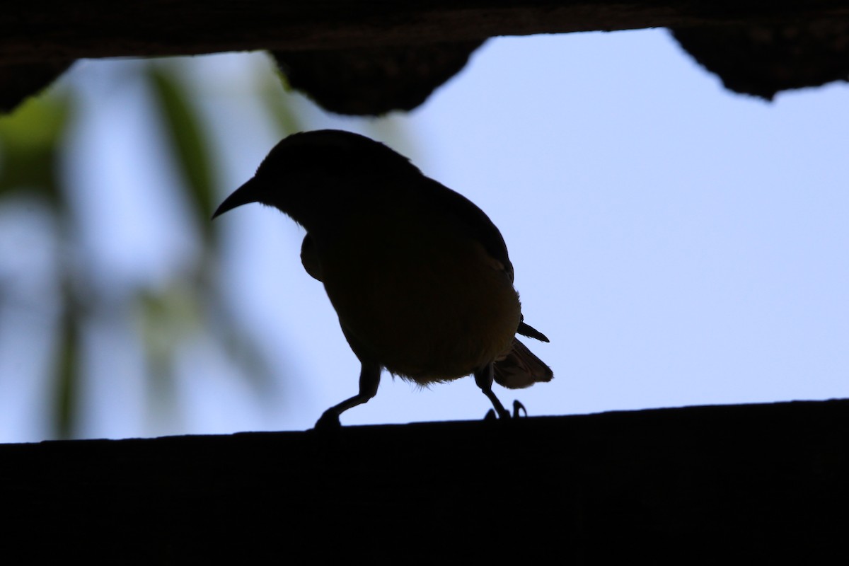 Sucrier à ventre jaune - ML645833588
