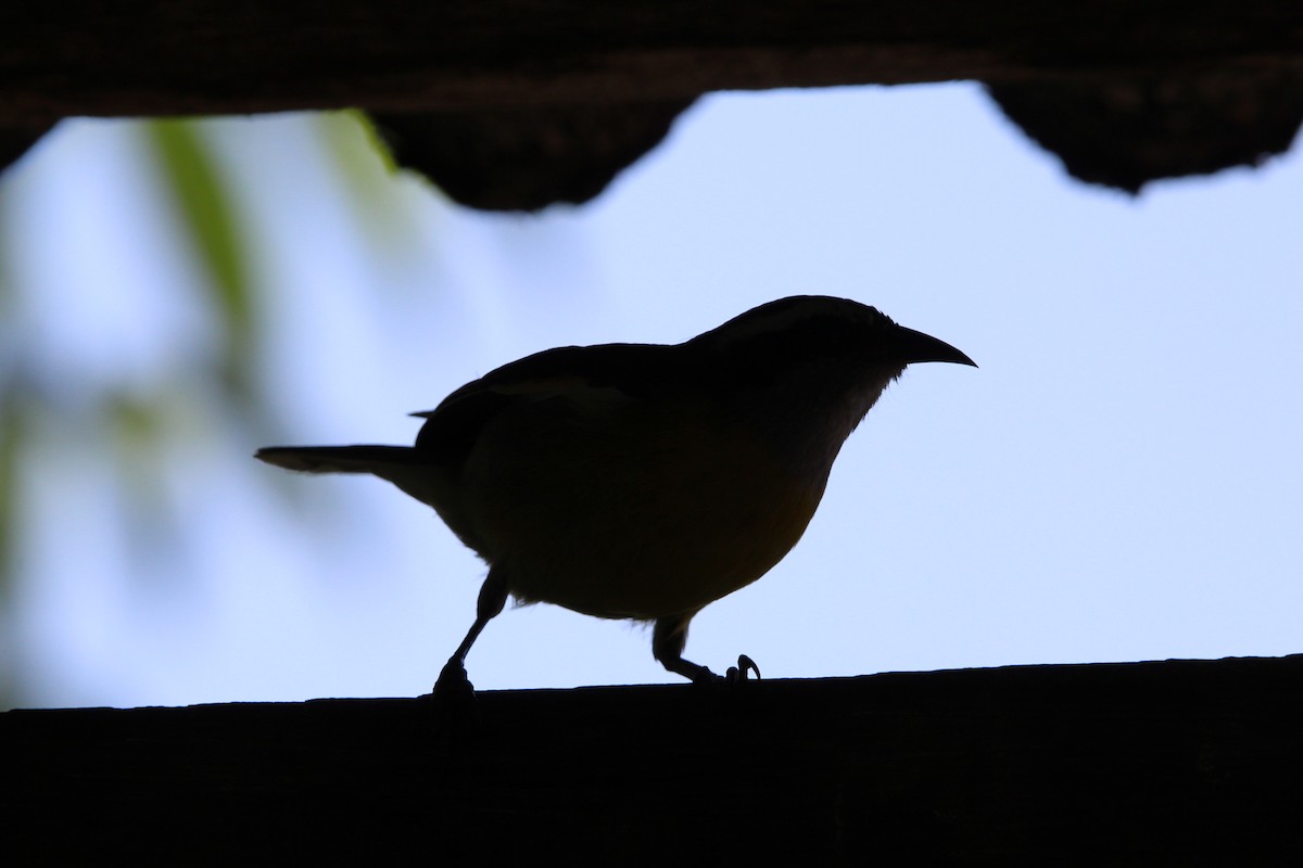 Sucrier à ventre jaune - ML645833589