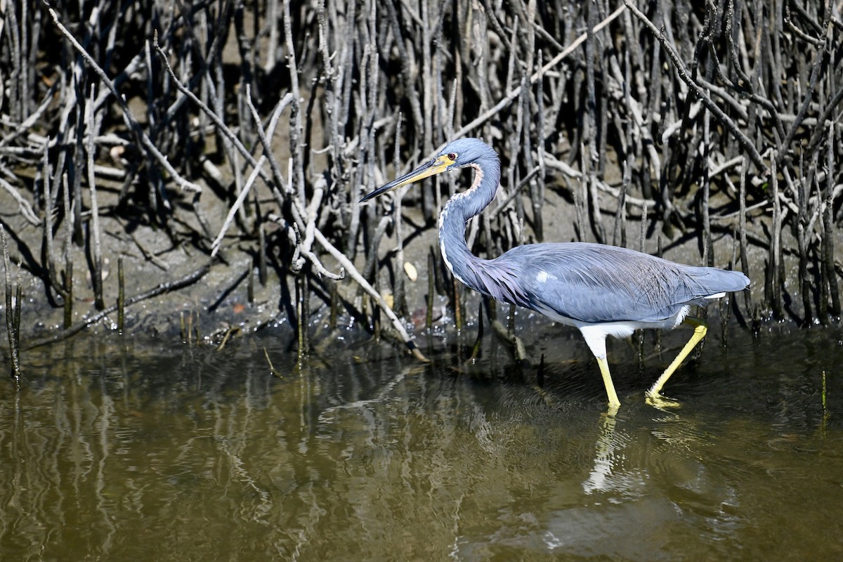 Tricolored Heron - ML645833590