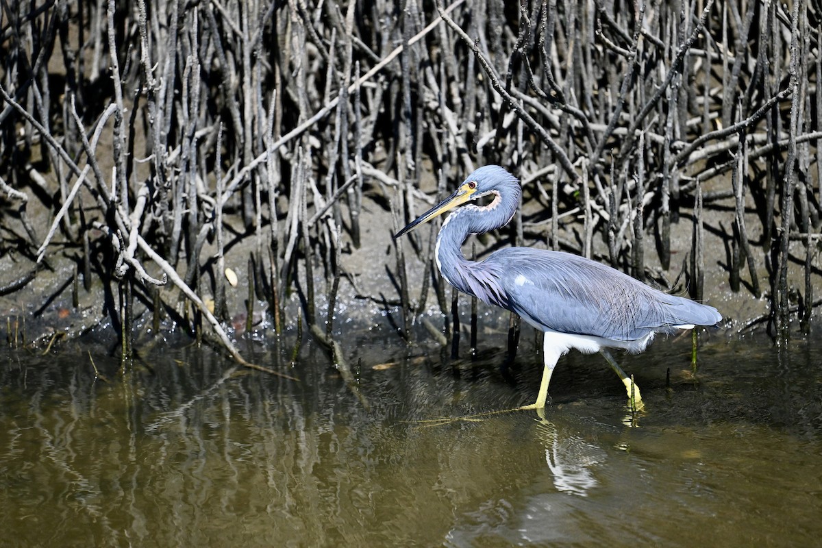 Tricolored Heron - ML645833591
