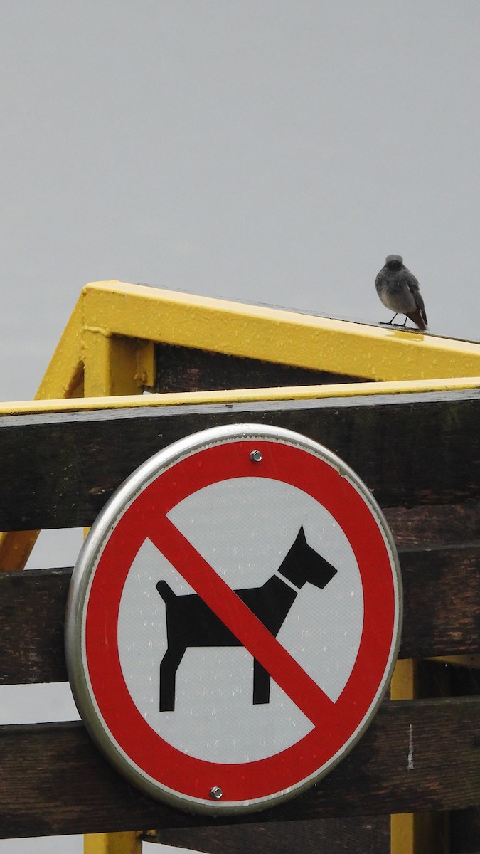 Black Redstart (Western) - ML645833593