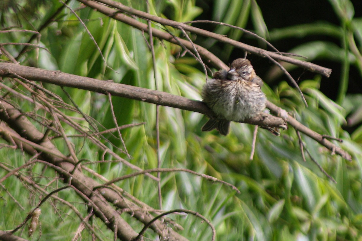 Morgenammer - ML645833594