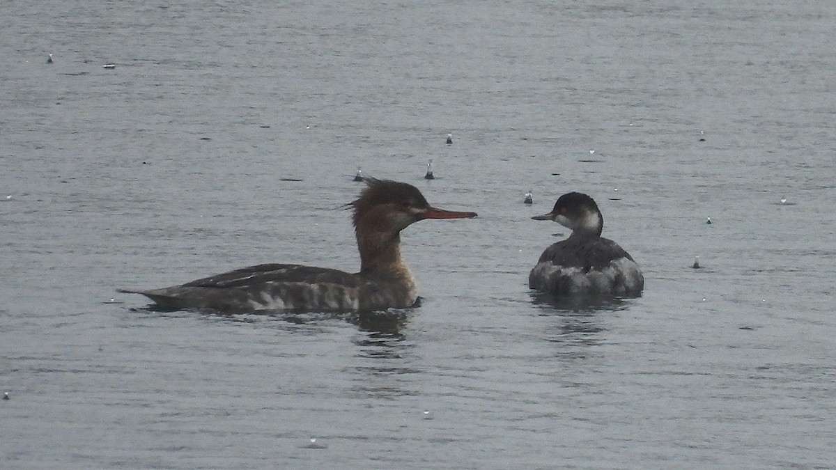 Сэвгэр бохио - ML645833597