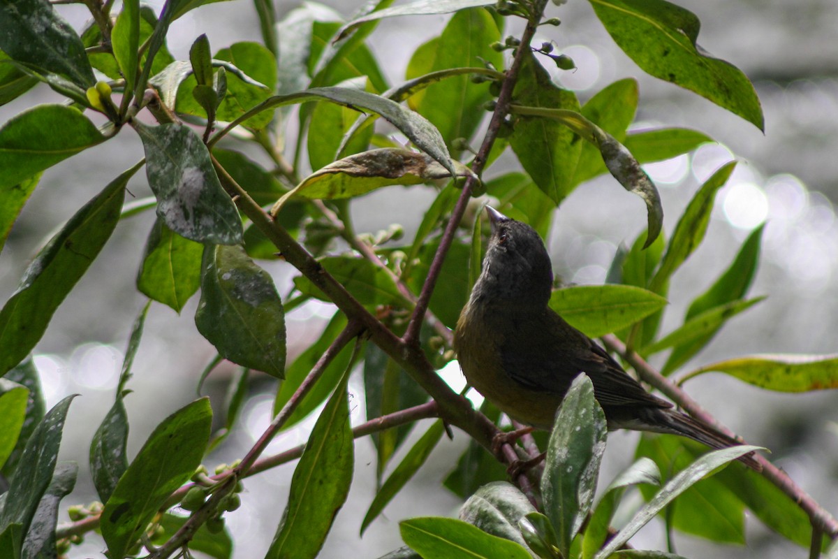Gray-hooded Sierra Finch - ML645833598