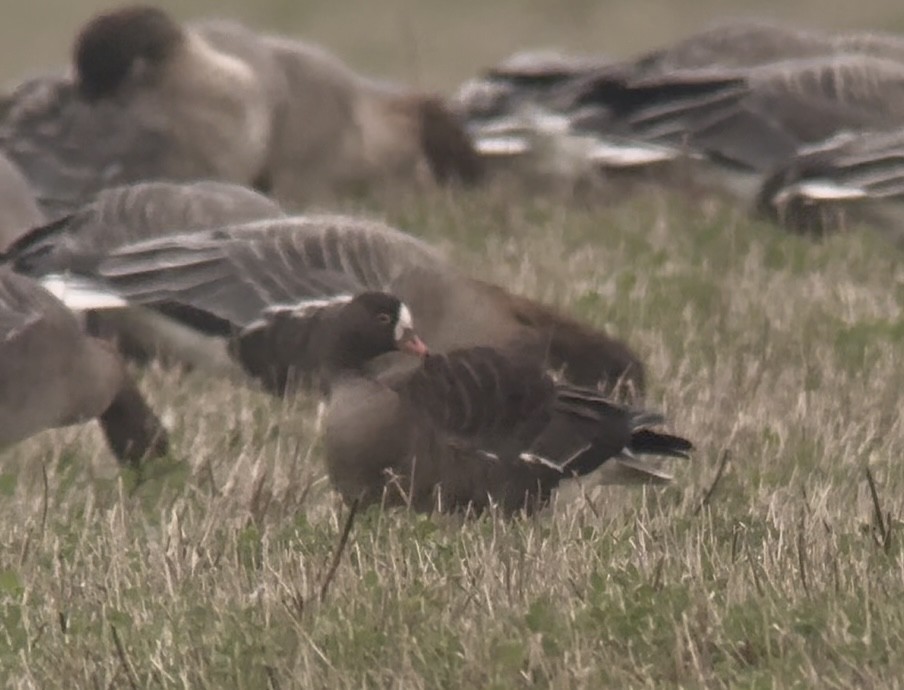 אווז קטן - ML645833603