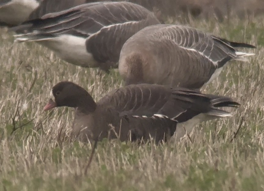 אווז קטן - ML645833604