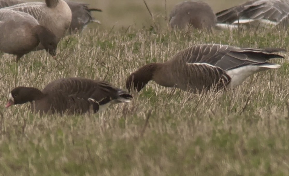 אווז קטן - ML645833605