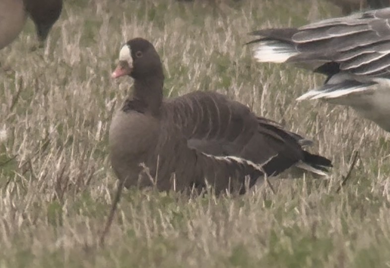 אווז קטן - ML645833606