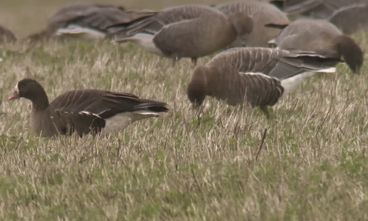 אווז קטן - ML645833607